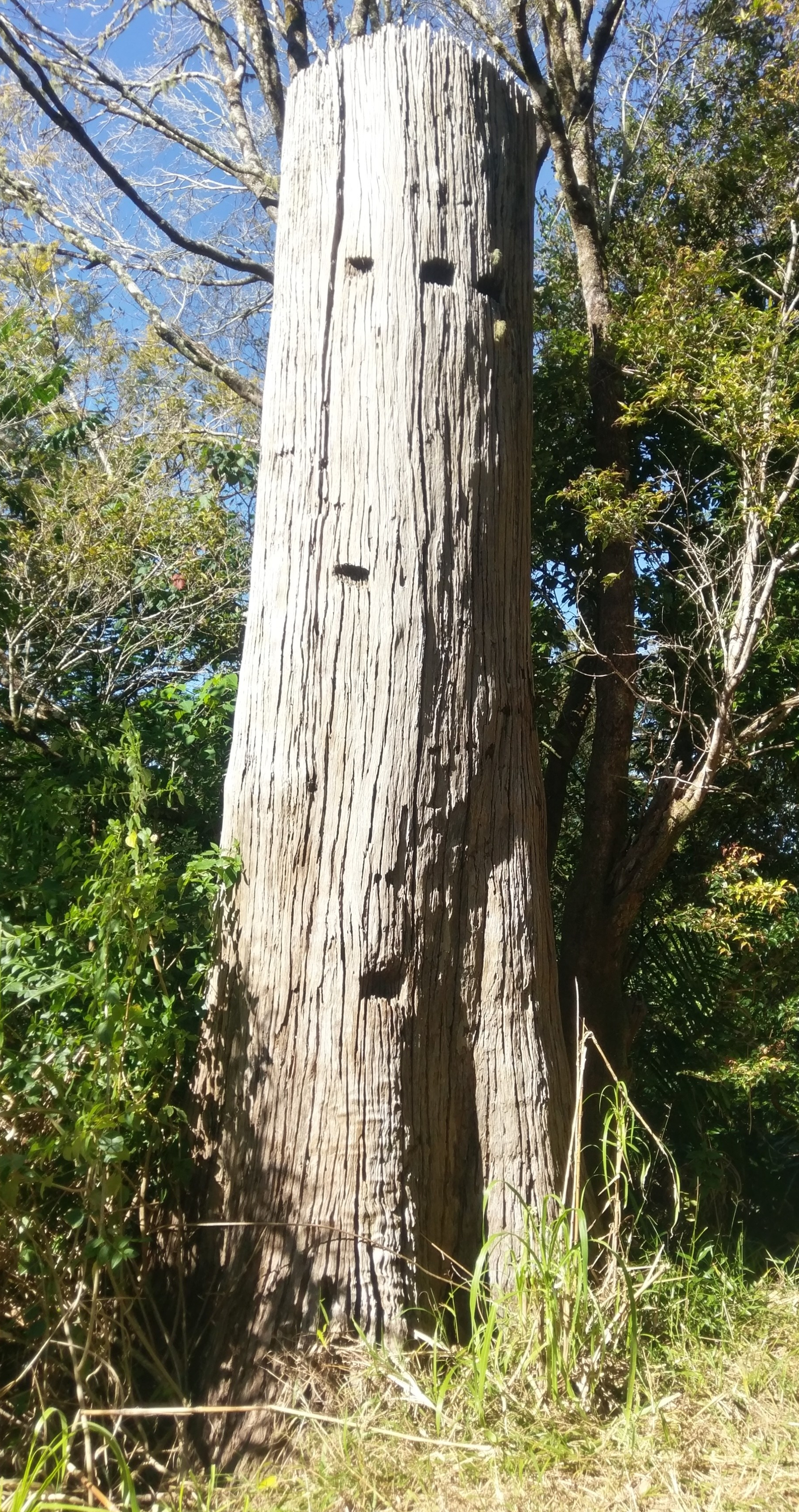 big tree stump